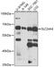 Solute Carrier Family 24 Member 4 antibody, 16-895, ProSci, Western Blot image 