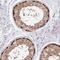 Stress Induced Phosphoprotein 1 antibody, NBP2-33411, Novus Biologicals, Immunohistochemistry frozen image 
