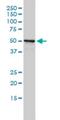 Aminopeptidase Like 1 antibody, H00079716-M01, Novus Biologicals, Western Blot image 