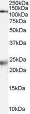 Glutamate Ionotropic Receptor NMDA Type Subunit 1 antibody, PA5-18551, Invitrogen Antibodies, Western Blot image 