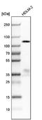 Filamin A Interacting Protein 1 Like antibody, NBP1-84064, Novus Biologicals, Western Blot image 