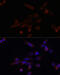 Tropomodulin 3 antibody, 19-441, ProSci, Immunofluorescence image 