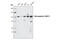 Microcephalin 1 antibody, 4120T, Cell Signaling Technology, Western Blot image 