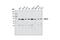 Protein Disulfide Isomerase Family A Member 4 antibody, 5033T, Cell Signaling Technology, Western Blot image 