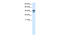 p38 antibody, 31-048, ProSci, Western Blot image 
