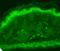 Transient Receptor Potential Cation Channel Subfamily V Member 3 antibody, SMC-319D-P594, StressMarq, Immunohistochemistry frozen image 