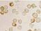 Metastasis Associated 1 Family Member 2 antibody, ab8106, Abcam, Immunocytochemistry image 