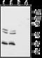 Hypocretin Receptor 1 antibody, GTX54847, GeneTex, Western Blot image 