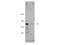 CCCTC-Binding Factor Like antibody, A04503, Boster Biological Technology, Western Blot image 