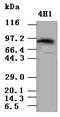 Signal Transducer And Activator Of Transcription 5A antibody, LS-C114303, Lifespan Biosciences, Western Blot image 