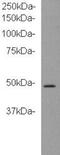 Kinase D Interacting Substrate 220 antibody, NBP2-66916, Novus Biologicals, Western Blot image 
