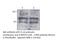 Actinin Alpha 4 antibody, MBS540264, MyBioSource, Western Blot image 