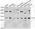 CutA Divalent Cation Tolerance Homolog antibody, A7178, ABclonal Technology, Western Blot image 