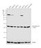 ATP synthase subunit b, mitochondrial antibody, PA5-27826, Invitrogen Antibodies, Western Blot image 