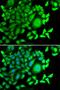 CD47 Molecule antibody, LS-B14269, Lifespan Biosciences, Immunofluorescence image 