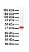 Nuclear Cap Binding Protein Subunit 2 antibody, orb318778, Biorbyt, Western Blot image 