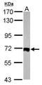 Heat Shock Transcription Factor 2 antibody, PA5-30064, Invitrogen Antibodies, Western Blot image 