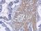 Receptor Interacting Serine/Threonine Kinase 2 antibody, NBP2-20167, Novus Biologicals, Immunohistochemistry frozen image 