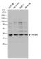 FtsJ RNA 2'-O-Methyltransferase 1 antibody, PA5-35886, Invitrogen Antibodies, Western Blot image 