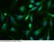 TSC22 Domain Family Member 1 antibody, 12724-R143, Sino Biological, Immunohistochemistry frozen image 