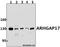 Rho GTPase Activating Protein 17 antibody, A07968T363, Boster Biological Technology, Western Blot image 