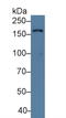 UDP-Glucose Glycoprotein Glucosyltransferase 1 antibody, LS-C373649, Lifespan Biosciences, Western Blot image 