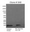 Epidermal Growth Factor antibody, M806B, Invitrogen Antibodies, Western Blot image 