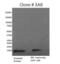Epidermal Growth Factor antibody, M806B, Invitrogen Antibodies, Western Blot image 