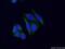TIMP Metallopeptidase Inhibitor 1 antibody, 10753-1-AP, Proteintech Group, Immunofluorescence image 