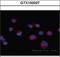 Atypical Chemokine Receptor 3 antibody, GTX100027, GeneTex, Immunocytochemistry image 