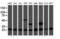 Proteasome Subunit Beta 9 antibody, LS-C337657, Lifespan Biosciences, Western Blot image 
