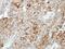 Protocadherin Beta 16 antibody, NBP2-19727, Novus Biologicals, Immunohistochemistry frozen image 