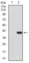 CD7 Molecule antibody, GTX60755, GeneTex, Western Blot image 
