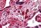 Fukutin antibody, MBS247217, MyBioSource, Immunohistochemistry paraffin image 