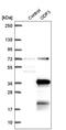 Outer Dense Fiber Of Sperm Tails 3 antibody, HPA038919, Atlas Antibodies, Western Blot image 