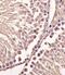 Cyclin B1 antibody, MBS9211743, MyBioSource, Immunohistochemistry paraffin image 