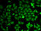 Inosine Monophosphate Dehydrogenase 2 antibody, LS-C334000, Lifespan Biosciences, Immunofluorescence image 