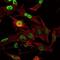 Orthodenticle Homeobox 2 antibody, NBP2-37596, Novus Biologicals, Immunofluorescence image 