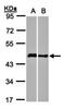 Homer 1b c antibody, orb74215, Biorbyt, Western Blot image 