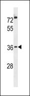 Popeye domain-containing protein 3 antibody, 60-879, ProSci, Western Blot image 