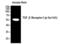 Transforming Growth Factor Beta Receptor 1 antibody, PA5-40298, Invitrogen Antibodies, Western Blot image 