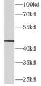 Calcitonin gene-related peptide type 1 receptor antibody, FNab09879, FineTest, Western Blot image 