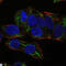 Protein Kinase AMP-Activated Catalytic Subunit Alpha 1 antibody, LS-C814252, Lifespan Biosciences, Immunofluorescence image 