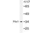 Paired Like Homeodomain 1 antibody, LS-C177023, Lifespan Biosciences, Western Blot image 