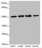 Calcium Binding And Coiled-Coil Domain 2 antibody, LS-C675450, Lifespan Biosciences, Western Blot image 