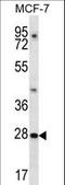 Phosducin Like 3 antibody, LS-C158557, Lifespan Biosciences, Western Blot image 