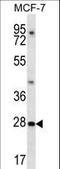 Phosducin-like protein 3 antibody, LS-C158557, Lifespan Biosciences, Western Blot image 