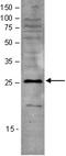Sin3A Associated Protein 30 antibody, TA347282, Origene, Western Blot image 