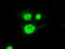 Periostin antibody, LS-C114361, Lifespan Biosciences, Immunofluorescence image 