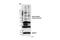 Dimethyl-lysine antibody, 14679S, Cell Signaling Technology, Western Blot image 